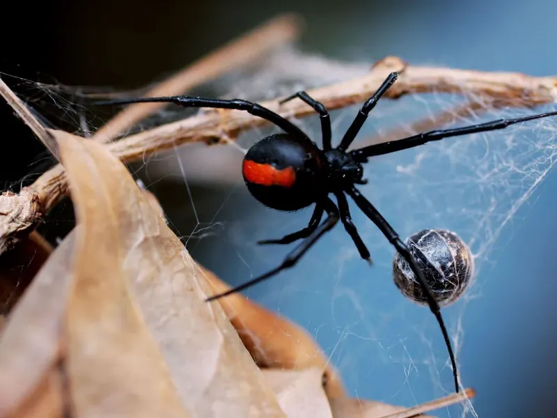 Black Widow Spider