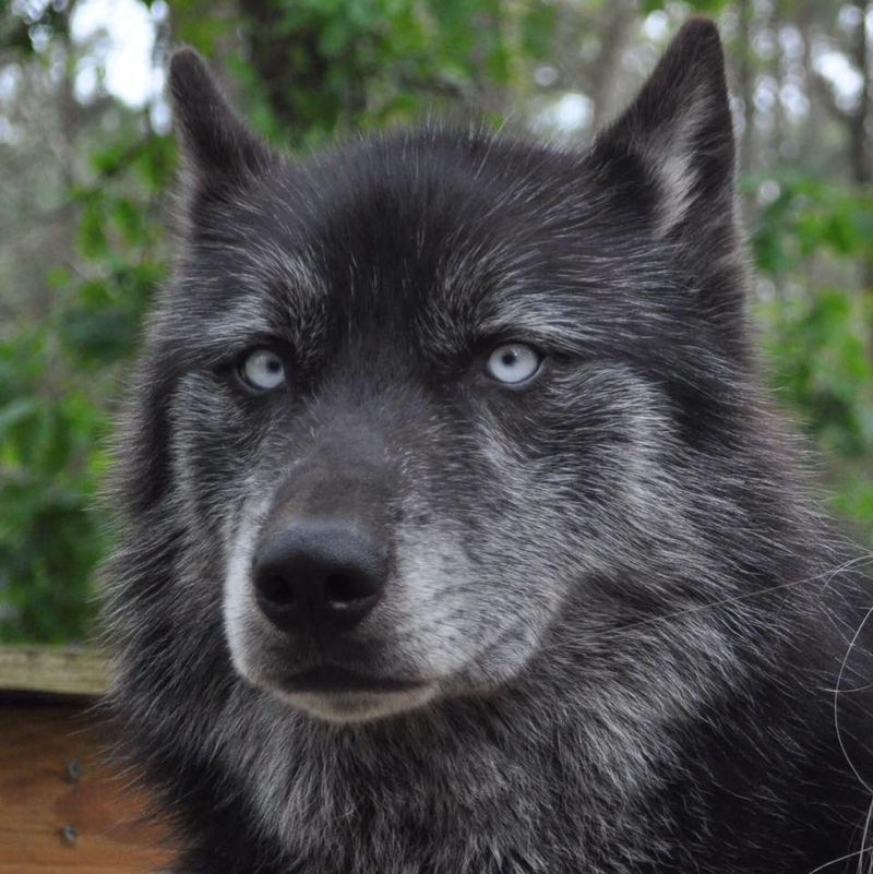 Black Wolf Hybrids