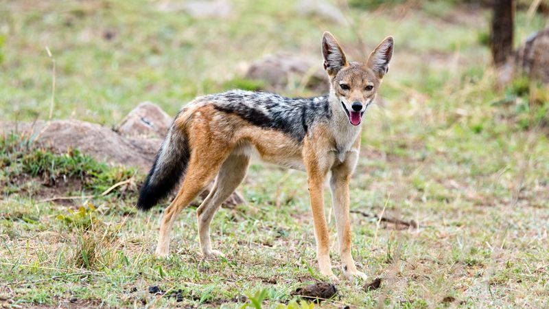 Black-backed Jackal