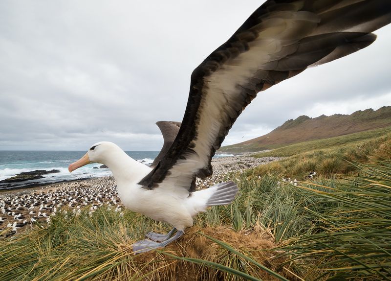 Black-browed Albatross