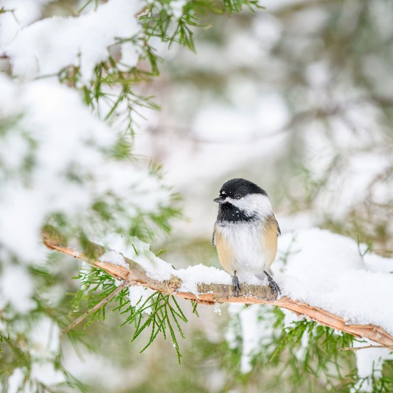 Black-capped Chickadee