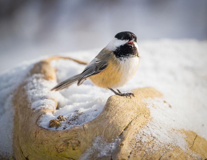 Black-capped Chickadee