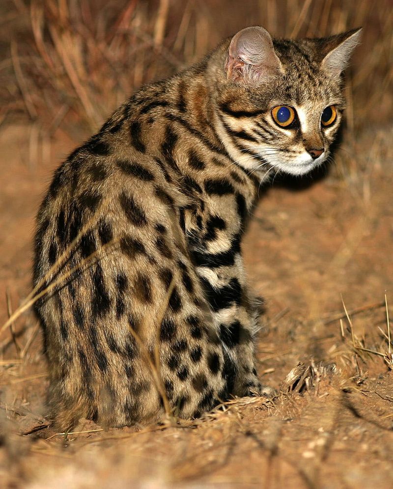 Black-footed Cat