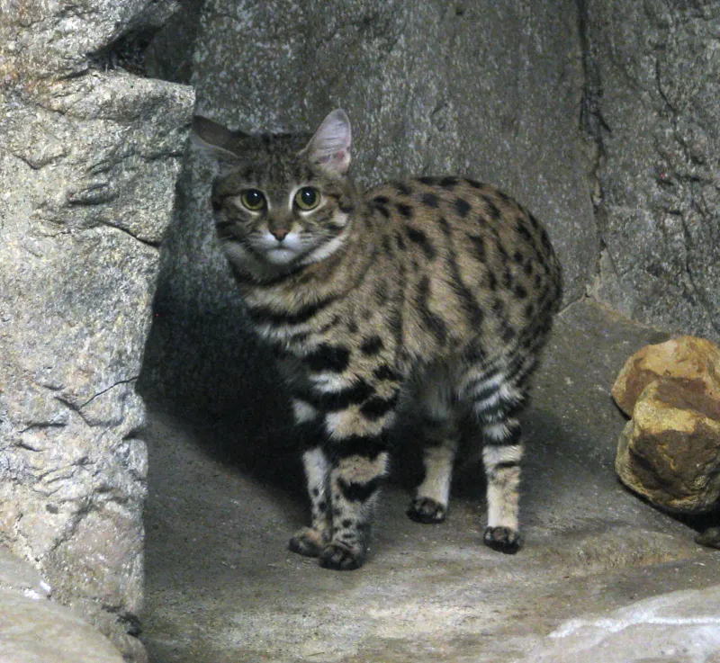 Black-footed Cat