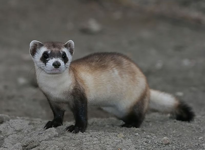 Black-footed Ferret