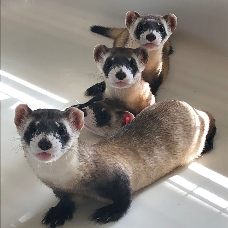 Black-footed Ferret