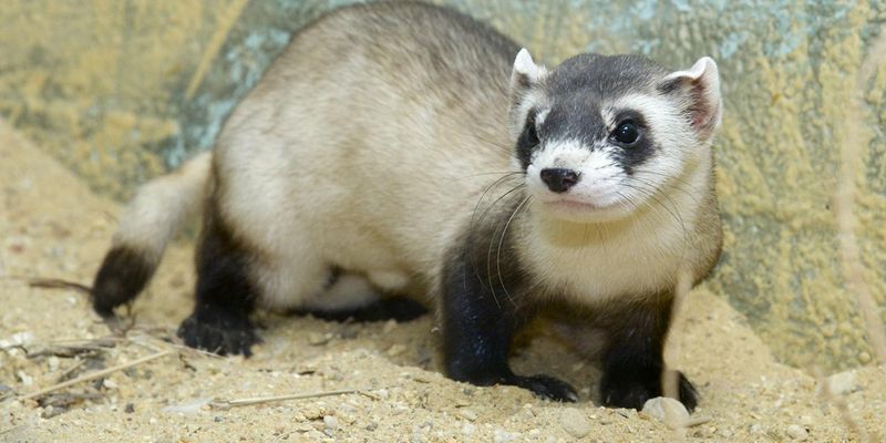 Black-footed Ferret