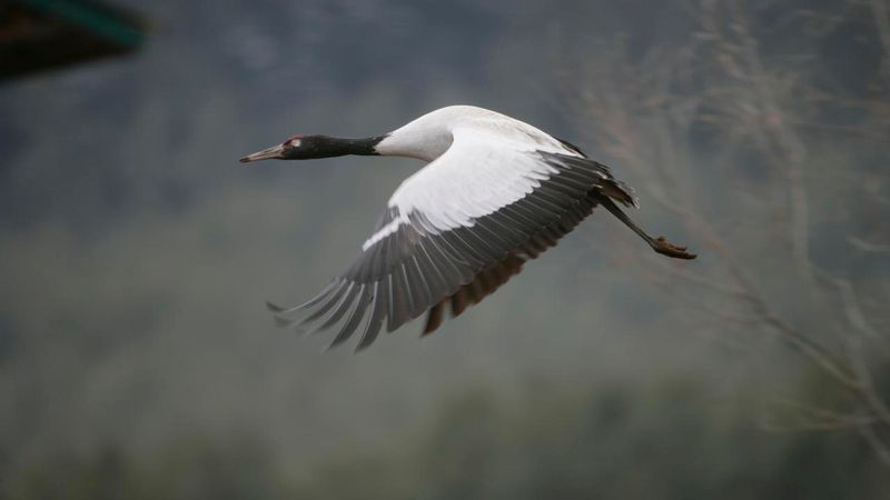 Black-necked Crane