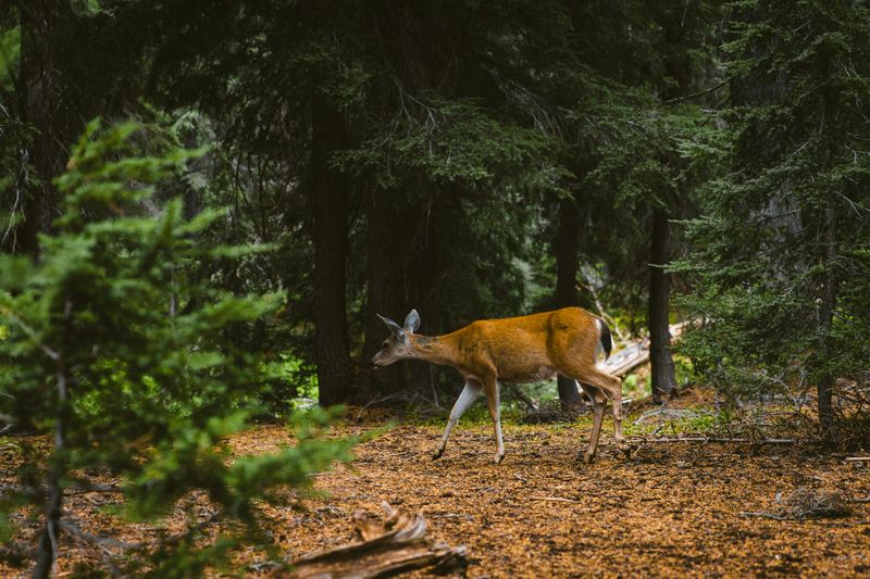 Black-tailed Deer