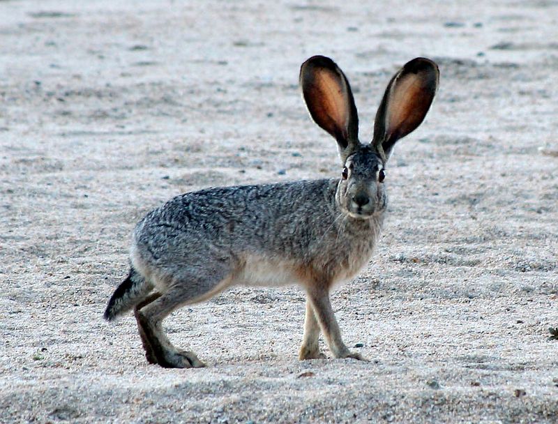 Black-tailed Jackrabbit