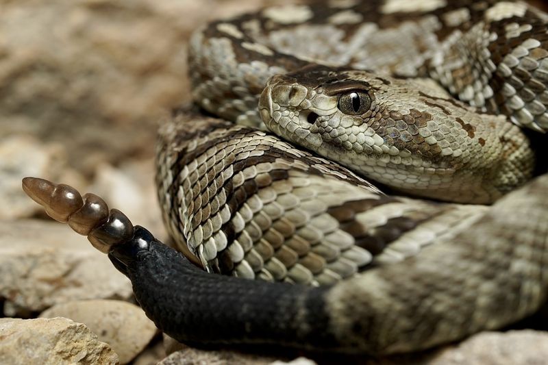 Black-tailed Rattlesnake