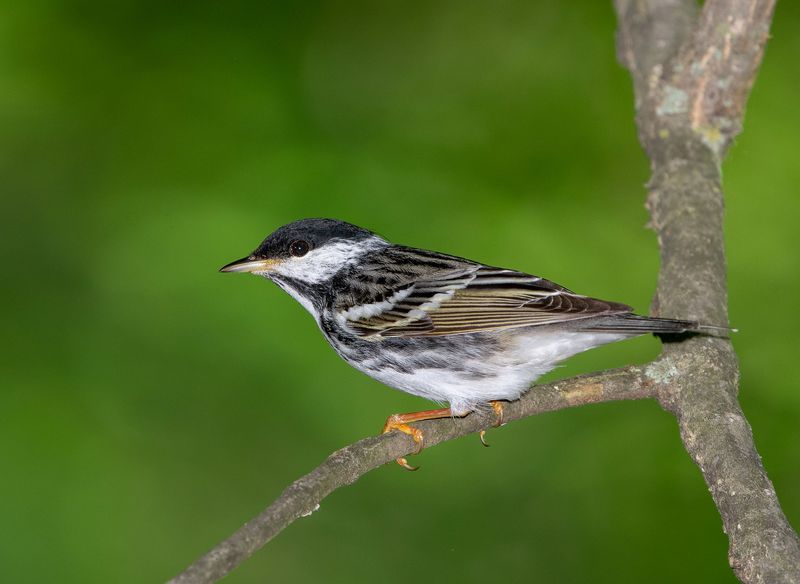 Blackpoll Warbler