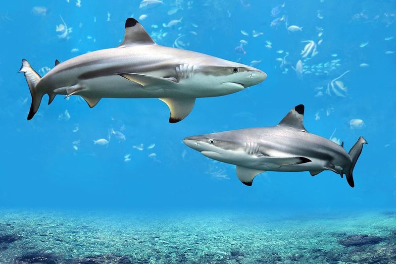 Blacktip Reef Shark