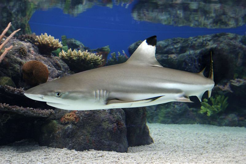 Blacktip Reef Shark
