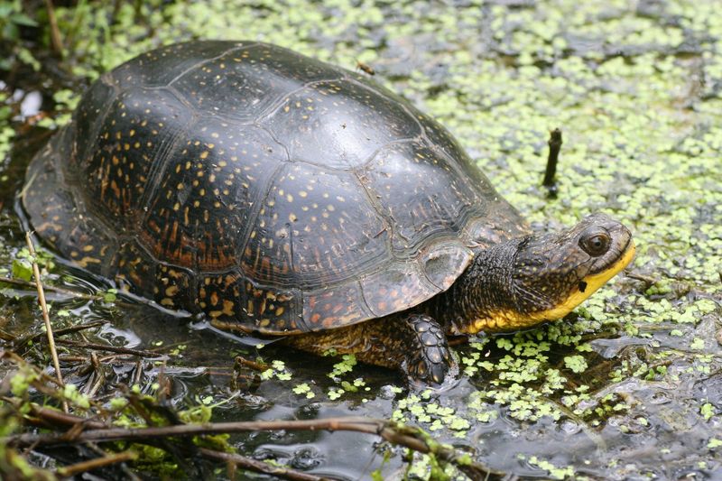 Blanding's Turtle