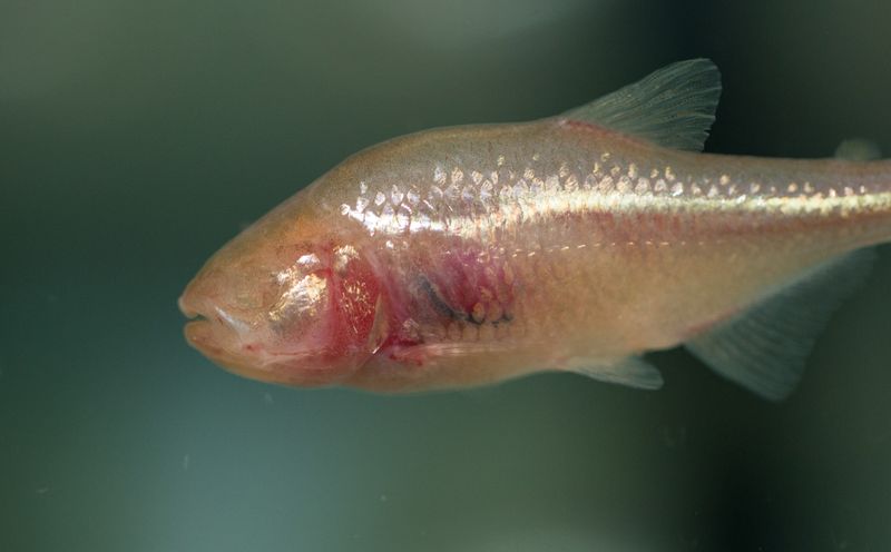 Blind Cavefish