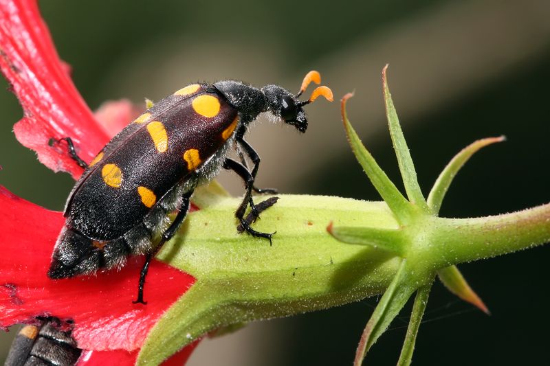 Blister Beetle