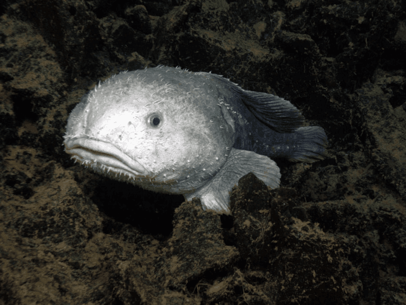 Blobfish