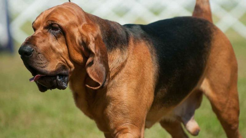 Bloodhound