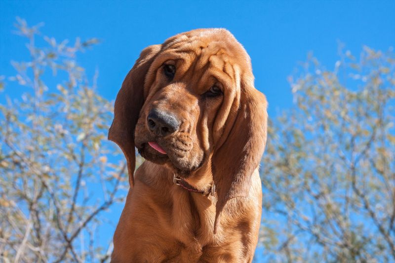 Bloodhound