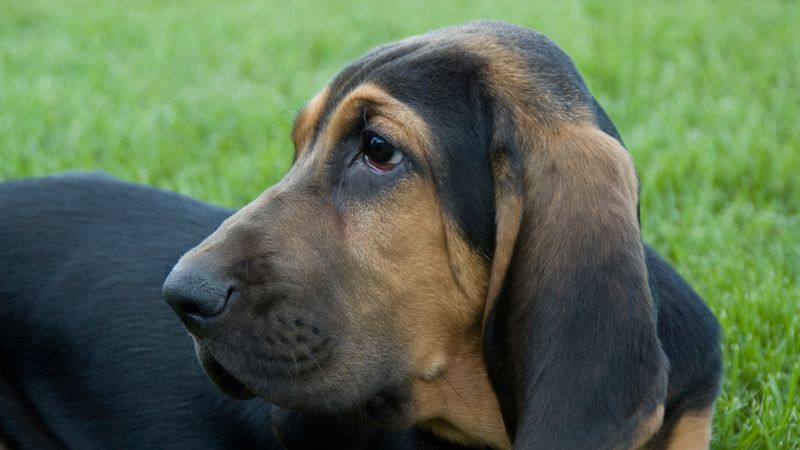 Bloodhound