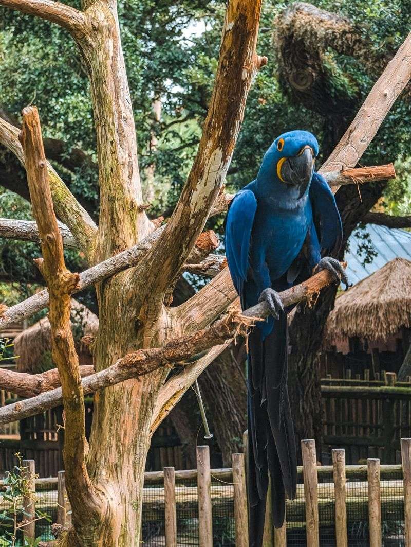 Blu the Hyacinth Macaw