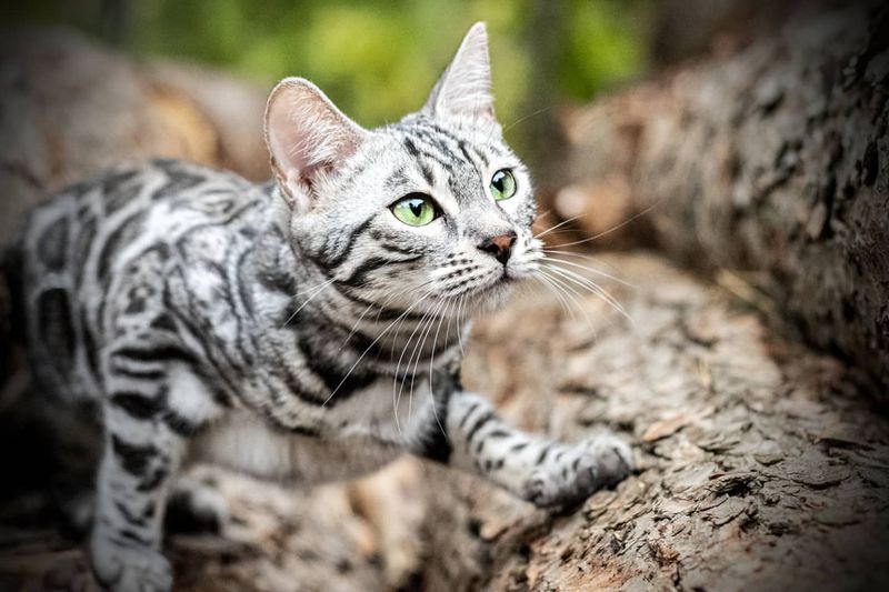 Blue Bengal