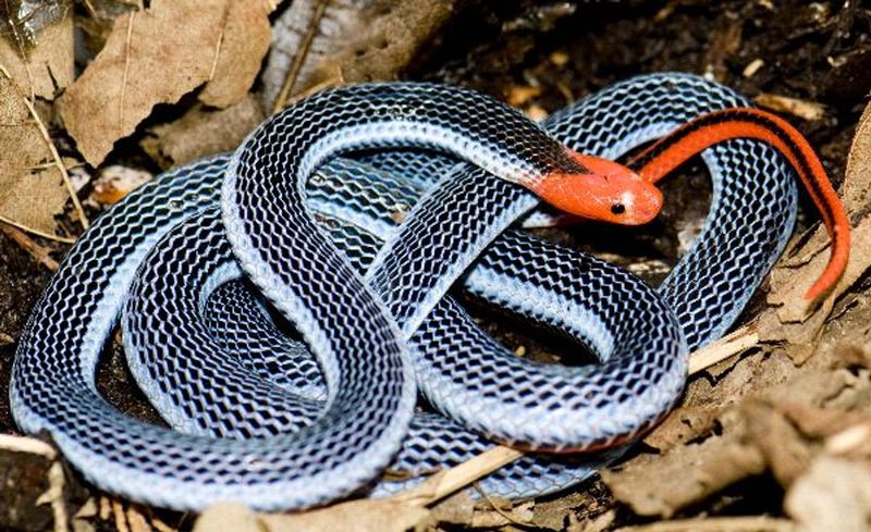 Blue Coral Snake