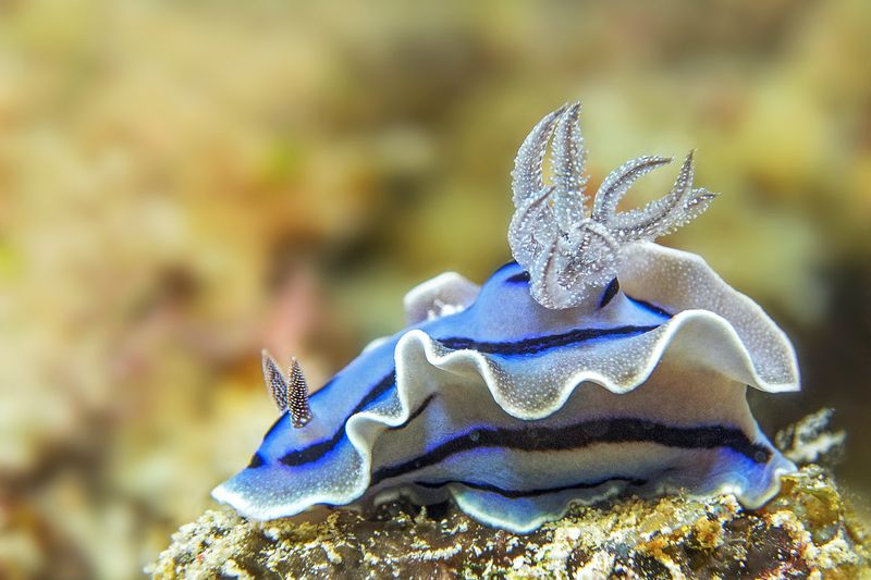 Blue Dragon Nudibranch