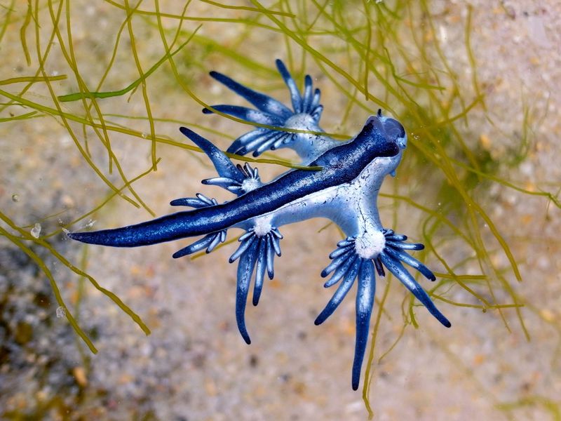 Blue Dragon Sea Slug