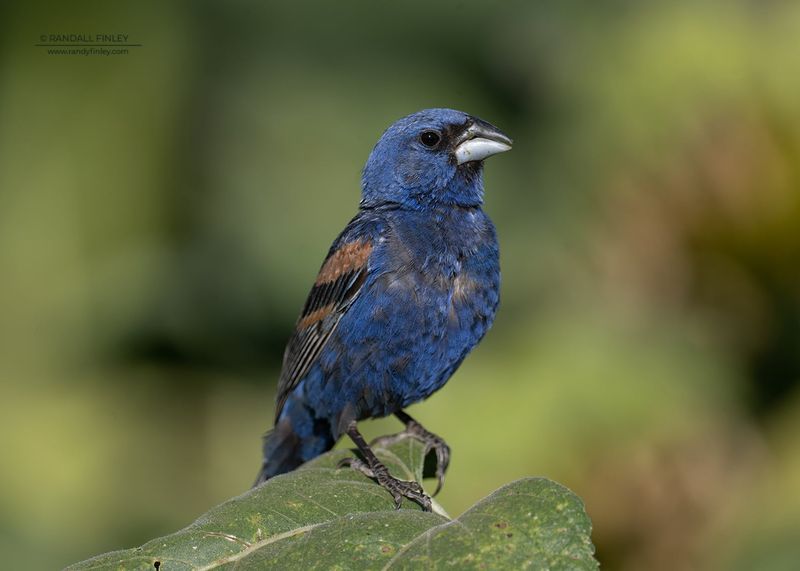 Blue Grosbeak