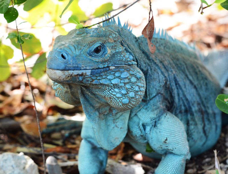 Blue Iguana