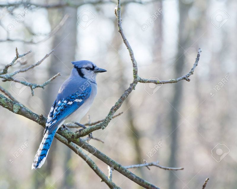 Blue Jay