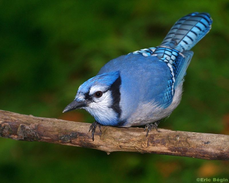 Blue Jay