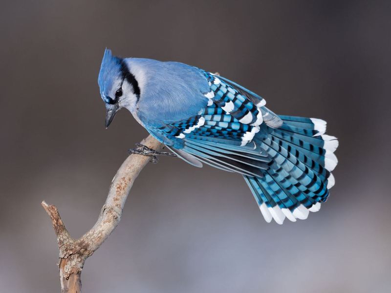 Blue Jay