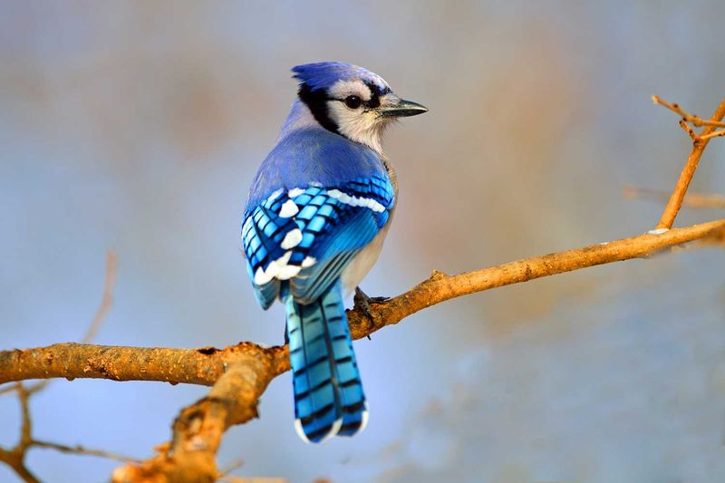 Blue Jay Intelligence