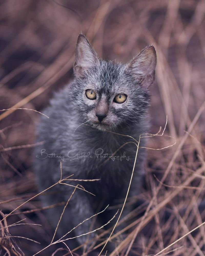 Blue Lykoi