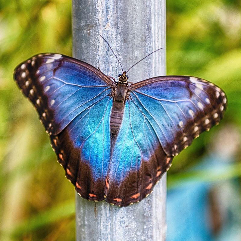 Blue Morpho