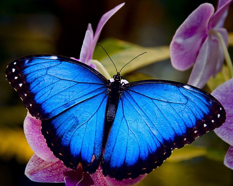 Blue Morpho Butterfly