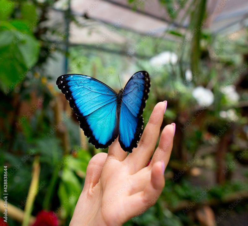 Blue Morpho Butterfly