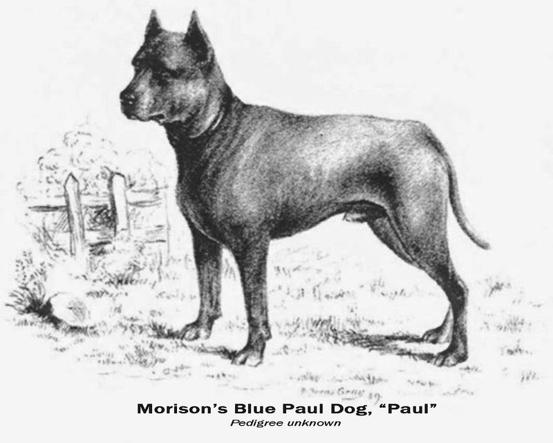 Blue Paul Terrier