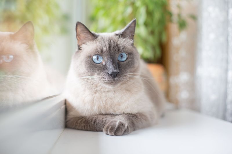 Blue-Point Siamese