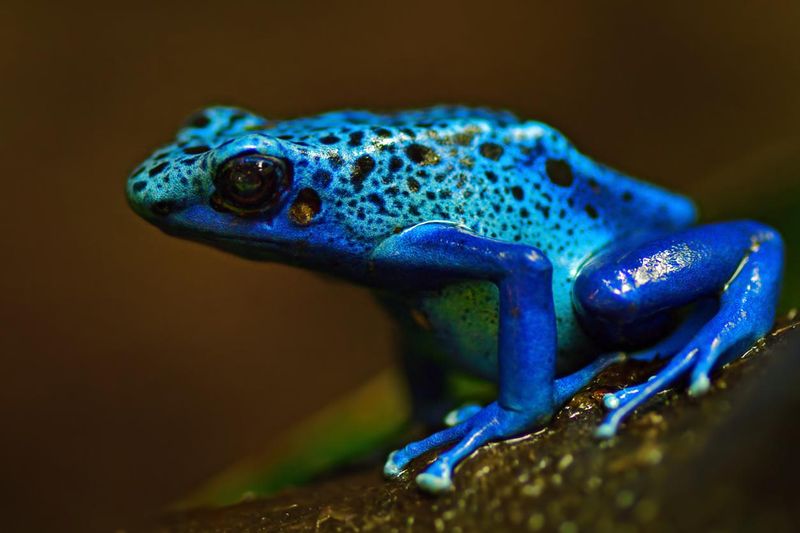 Blue Poison Dart Frog