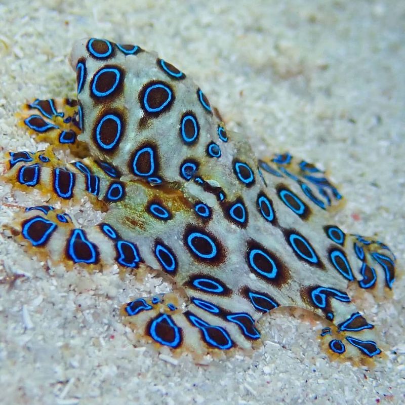 Blue-Ringed Octopus