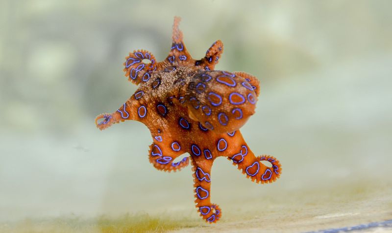 Blue Ringed Octopus