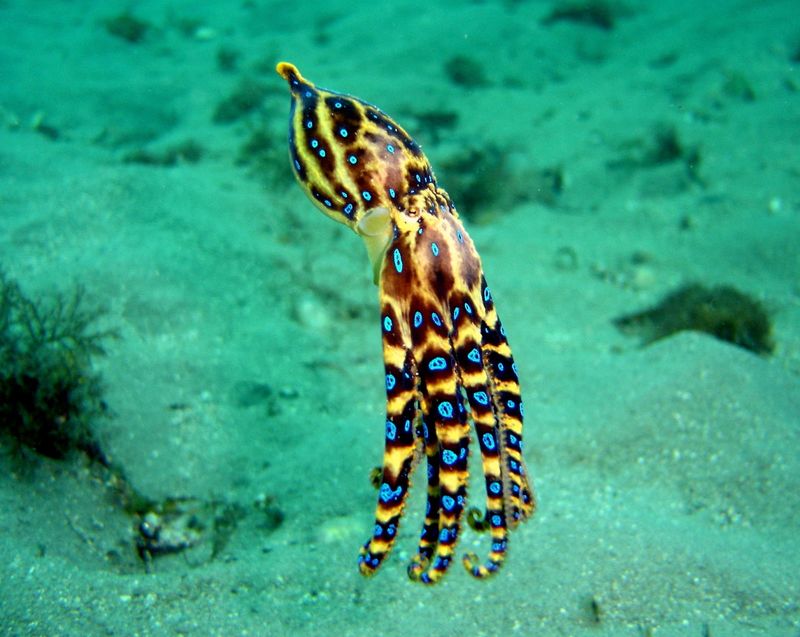 Blue-Ringed Octopus