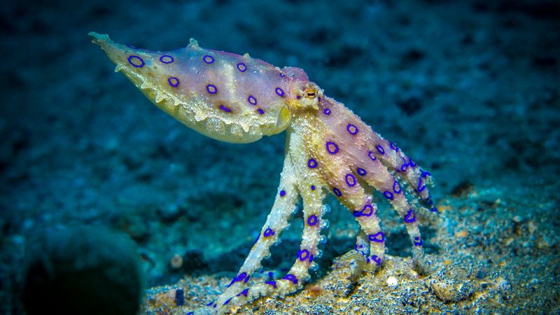 Blue-Ringed Octopus