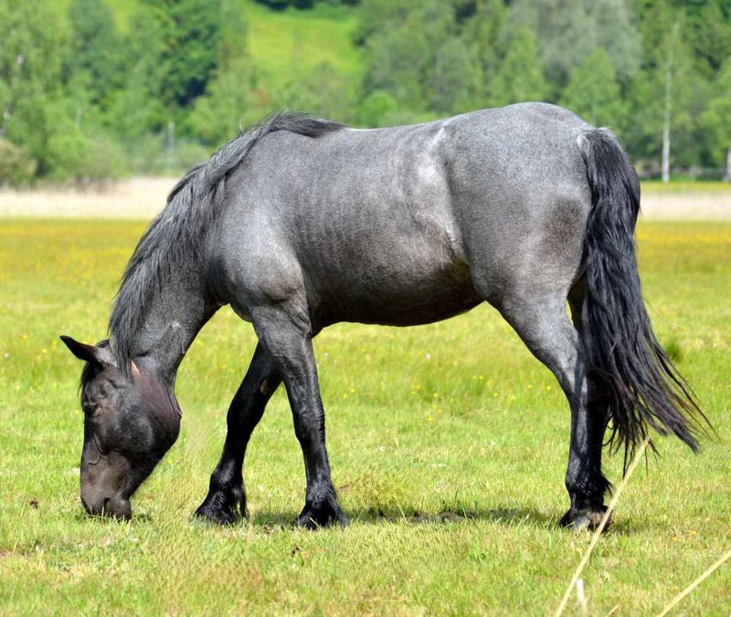 Blue Roan