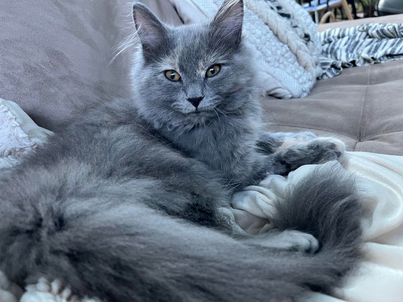 Blue Turkish Angora