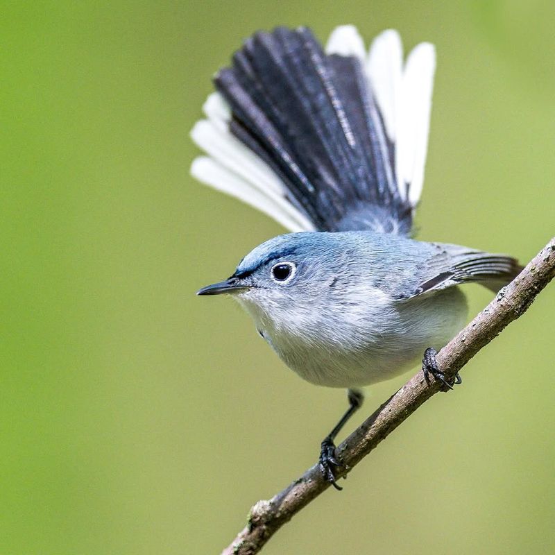 Blue-gray Gnatcatcher